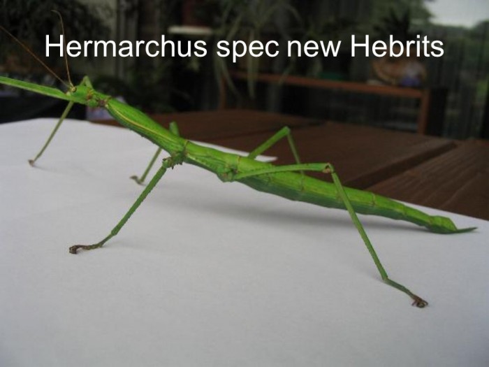 Hermarchus sp. new Hebrits